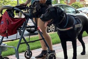 Essential Mobility Service Dogs: A Guide My Caring Dog – Tips, Stories, and Care Guides for Loving Pet Owners Essential Mobility Service Dogs: A Guide | My Caring Dog – Tips, Stories, and Care Guides for Loving Pet Owners