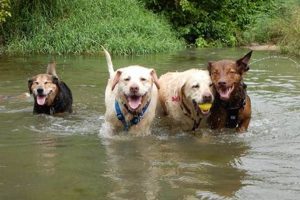 Best Dog Services Near Me: Find Local Care My Caring Dog – Tips, Stories, and Care Guides for Loving Pet Owners Best Dog Services Near Me: Find Local Care | My Caring Dog – Tips, Stories, and Care Guides for Loving Pet Owners