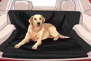 Remove Dog Odor From Car My Caring Dog – Tips, Stories, and Care Guides for Loving Pet Owners Remove Dog Odor From Car | My Caring Dog – Tips, Stories, and Care Guides for Loving Pet Owners