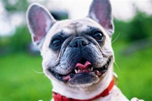 Top US Canine Products for Your Car Dog | My Caring Dog – Tips, Stories, and Care Guides for Loving Pet Owners