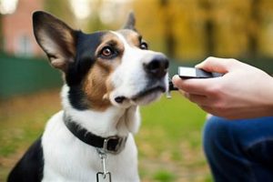 Find Diabetic Service Dogs For Sale Near You My Caring Dog – Tips, Stories, and Care Guides for Loving Pet Owners Find Diabetic Service Dogs For Sale Near You | My Caring Dog – Tips, Stories, and Care Guides for Loving Pet Owners