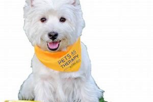 Pat Dogs | My Caring Dog – Tips, Stories, and Care Guides for Loving Pet Owners
