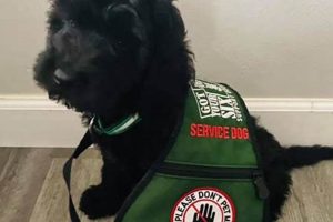 Find Your Perfect Adopted Service Dog Today | My Caring Dog – Tips, Stories, and Care Guides for Loving Pet Owners