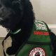 Find Your Perfect Adopted Service Dog Today | My Caring Dog – Tips, Stories, and Care Guides for Loving Pet Owners