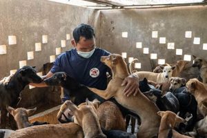 Best Dog Caretaker Jobs: Find Your Paw-fect Fit My Caring Dog – Tips, Stories, and Care Guides for Loving Pet Owners Best Dog Caretaker Jobs: Find Your Paw-fect Fit | My Caring Dog – Tips, Stories, and Care Guides for Loving Pet Owners
