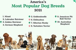 Best Car Dog Accessories in the USA | My Caring Dog – Tips, Stories, and Care Guides for Loving Pet Owners