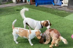 Top-Rated Dog House Doggy Day Care: Find Your Pawfect Place My Caring Dog – Tips, Stories, and Care Guides for Loving Pet Owners Top-Rated Dog House Doggy Day Care: Find Your Pawfect Place | My Caring Dog – Tips, Stories, and Care Guides for Loving Pet Owners