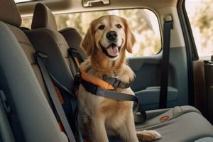 Best Dog Car Accessories My Caring Dog – Tips, Stories, and Care Guides for Loving Pet Owners Best Dog Car Accessories | My Caring Dog – Tips, Stories, and Care Guides for Loving Pet Owners