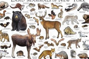 Discover NY Mammals: Free Poster Download My Caring Dog – Tips, Stories, and Care Guides for Loving Pet Owners Discover NY Mammals: Free Poster Download | My Caring Dog – Tips, Stories, and Care Guides for Loving Pet Owners