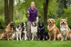 Top Dog Training Vacancies: Apply Now! My Caring Dog – Tips, Stories, and Care Guides for Loving Pet Owners Top Dog Training Vacancies: Apply Now! | My Caring Dog – Tips, Stories, and Care Guides for Loving Pet Owners