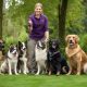 Top Dog Training Vacancies: Apply Now! | My Caring Dog – Tips, Stories, and Care Guides for Loving Pet Owners