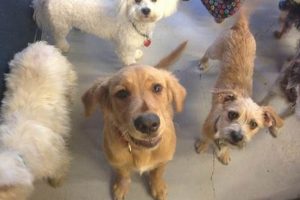 Dog Day Care Morgan Hill Ca My Caring Dog – Tips, Stories, and Care Guides for Loving Pet Owners Dog Day Care Morgan Hill Ca | My Caring Dog – Tips, Stories, and Care Guides for Loving Pet Owners