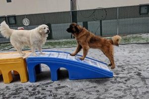 Best Elmhurst Dog Day Care | Top Kennels My Caring Dog – Tips, Stories, and Care Guides for Loving Pet Owners Best Elmhurst Dog Day Care | Top Kennels | My Caring Dog – Tips, Stories, and Care Guides for Loving Pet Owners