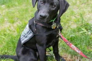 Find Service Dog Nonprofits Near You My Caring Dog – Tips, Stories, and Care Guides for Loving Pet Owners Find Service Dog Nonprofits Near You | My Caring Dog – Tips, Stories, and Care Guides for Loving Pet Owners