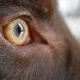 Best Dog Eye Care Near Me: Clinics &amp; Hospitals | My Caring Dog – Tips, Stories, and Care Guides for Loving Pet Owners