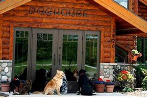 Top Dog Day Care in Ann Arbor, MI My Caring Dog – Tips, Stories, and Care Guides for Loving Pet Owners Top Dog Day Care in Ann Arbor, MI | My Caring Dog – Tips, Stories, and Care Guides for Loving Pet Owners