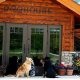 Top Dog Day Care in Ann Arbor, MI | My Caring Dog – Tips, Stories, and Care Guides for Loving Pet Owners