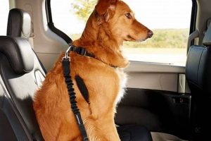 Top Dog Car Safety Products for Secure Travel My Caring Dog – Tips, Stories, and Care Guides for Loving Pet Owners Top Dog Car Safety Products for Secure Travel | My Caring Dog – Tips, Stories, and Care Guides for Loving Pet Owners