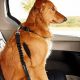 Top Dog Car Safety Products for Secure Travel | My Caring Dog – Tips, Stories, and Care Guides for Loving Pet Owners