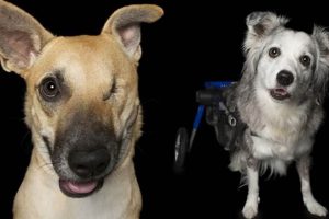 Adopt Disability Assistance Dogs: Find Your Match My Caring Dog – Tips, Stories, and Care Guides for Loving Pet Owners Adopt Disability Assistance Dogs: Find Your Match | My Caring Dog – Tips, Stories, and Care Guides for Loving Pet Owners