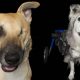 Adopt Disability Assistance Dogs: Find Your Match | My Caring Dog – Tips, Stories, and Care Guides for Loving Pet Owners
