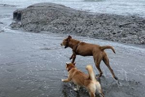 Dog Day Care Palo Alto Ca My Caring Dog – Tips, Stories, and Care Guides for Loving Pet Owners Dog Day Care Palo Alto Ca | My Caring Dog – Tips, Stories, and Care Guides for Loving Pet Owners