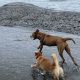 Dog Day Care Palo Alto Ca | My Caring Dog – Tips, Stories, and Care Guides for Loving Pet Owners