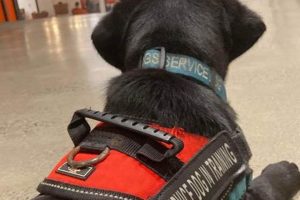 Best Diggity Dogs Service Dogs for Independence My Caring Dog – Tips, Stories, and Care Guides for Loving Pet Owners Best Diggity Dogs Service Dogs for Independence | My Caring Dog – Tips, Stories, and Care Guides for Loving Pet Owners