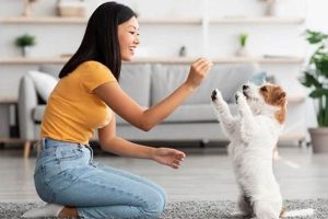 Essential Dog Upkeep Tips for Car Owners My Caring Dog – Tips, Stories, and Care Guides for Loving Pet Owners Essential Dog Upkeep Tips for Car Owners | My Caring Dog – Tips, Stories, and Care Guides for Loving Pet Owners