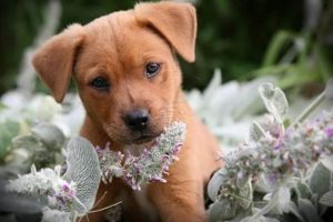 Find Free Dog Puppies for Car Travel My Caring Dog – Tips, Stories, and Care Guides for Loving Pet Owners Find Free Dog Puppies for Car Travel | My Caring Dog – Tips, Stories, and Care Guides for Loving Pet Owners