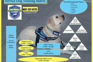 Complete Guide: How to Train a Service Dog Effectively My Caring Dog – Tips, Stories, and Care Guides for Loving Pet Owners Complete Guide: How to Train a Service Dog Effectively | My Caring Dog – Tips, Stories, and Care Guides for Loving Pet Owners