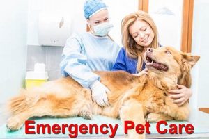 Free Dog Emergency Care My Caring Dog – Tips, Stories, and Care Guides for Loving Pet Owners Free Dog Emergency Care | My Caring Dog – Tips, Stories, and Care Guides for Loving Pet Owners