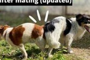 Ultimate Dog Mating Aftercare Guide My Caring Dog – Tips, Stories, and Care Guides for Loving Pet Owners Ultimate Dog Mating Aftercare Guide | My Caring Dog – Tips, Stories, and Care Guides for Loving Pet Owners