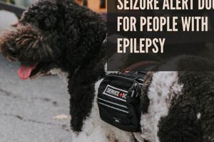 Find Seizure Alert Dogs Near You Today My Caring Dog – Tips, Stories, and Care Guides for Loving Pet Owners Find Seizure Alert Dogs Near You Today | My Caring Dog – Tips, Stories, and Care Guides for Loving Pet Owners