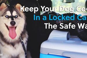Best Ways to Keep Your Dog Cool in the Car This Summer My Caring Dog – Tips, Stories, and Care Guides for Loving Pet Owners Best Ways to Keep Your Dog Cool in the Car This Summer | My Caring Dog – Tips, Stories, and Care Guides for Loving Pet Owners