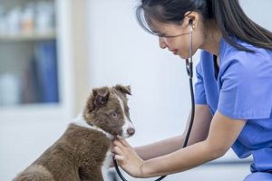 Essential Dog Medical Tips for Car Travel My Caring Dog – Tips, Stories, and Care Guides for Loving Pet Owners Essential Dog Medical Tips for Car Travel | My Caring Dog – Tips, Stories, and Care Guides for Loving Pet Owners