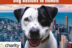 Pet Rescues In Illinois My Caring Dog – Tips, Stories, and Care Guides for Loving Pet Owners Pet Rescues In Illinois | My Caring Dog – Tips, Stories, and Care Guides for Loving Pet Owners