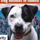 Pet Rescues In Illinois | My Caring Dog – Tips, Stories, and Care Guides for Loving Pet Owners