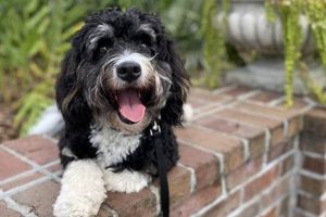 Top Dog Day Care in Williamsburg VA: Best Options My Caring Dog – Tips, Stories, and Care Guides for Loving Pet Owners Top Dog Day Care in Williamsburg VA: Best Options | My Caring Dog – Tips, Stories, and Care Guides for Loving Pet Owners