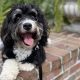 Top Dog Day Care in Williamsburg VA: Best Options | My Caring Dog – Tips, Stories, and Care Guides for Loving Pet Owners