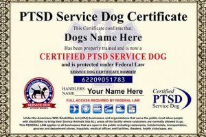 Best Service Dog Certification Training Programs My Caring Dog – Tips, Stories, and Care Guides for Loving Pet Owners Best Service Dog Certification Training Programs | My Caring Dog – Tips, Stories, and Care Guides for Loving Pet Owners