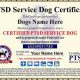 Best Service Dog Certification Training Programs | My Caring Dog – Tips, Stories, and Care Guides for Loving Pet Owners