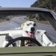 Amazing Dog Drives Car Safely: Watch Now! | My Caring Dog – Tips, Stories, and Care Guides for Loving Pet Owners