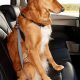 Best Dog Car Harnesses for Safe Travel | My Caring Dog – Tips, Stories, and Care Guides for Loving Pet Owners