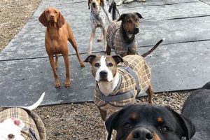 Smartest Car Dogs: Bright Canines for Road Trips My Caring Dog – Tips, Stories, and Care Guides for Loving Pet Owners Smartest Car Dogs: Bright Canines for Road Trips | My Caring Dog – Tips, Stories, and Care Guides for Loving Pet Owners