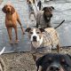 Smartest Car Dogs: Bright Canines for Road Trips | My Caring Dog – Tips, Stories, and Care Guides for Loving Pet Owners