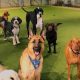 Best Dog Day Care in Vancouver: Top Choices | Safem Fabrication - Precision Engineering & Custom Manufacturing Solutions