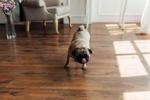 Dog-Friendly Hardwood Floor Care Guide My Caring Dog – Tips, Stories, and Care Guides for Loving Pet Owners Dog-Friendly Hardwood Floor Care Guide | My Caring Dog – Tips, Stories, and Care Guides for Loving Pet Owners