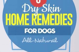 Dog Dry Skin Care: Tips & Remedies My Caring Dog – Tips, Stories, and Care Guides for Loving Pet Owners Dog Dry Skin Care: Tips & Remedies | My Caring Dog – Tips, Stories, and Care Guides for Loving Pet Owners