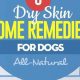 Dog Dry Skin Care: Tips & Remedies | My Caring Dog – Tips, Stories, and Care Guides for Loving Pet Owners